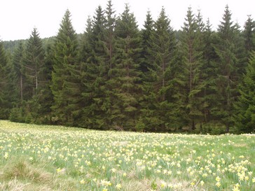 Prs couverts de jonquilles autour de Grardmer